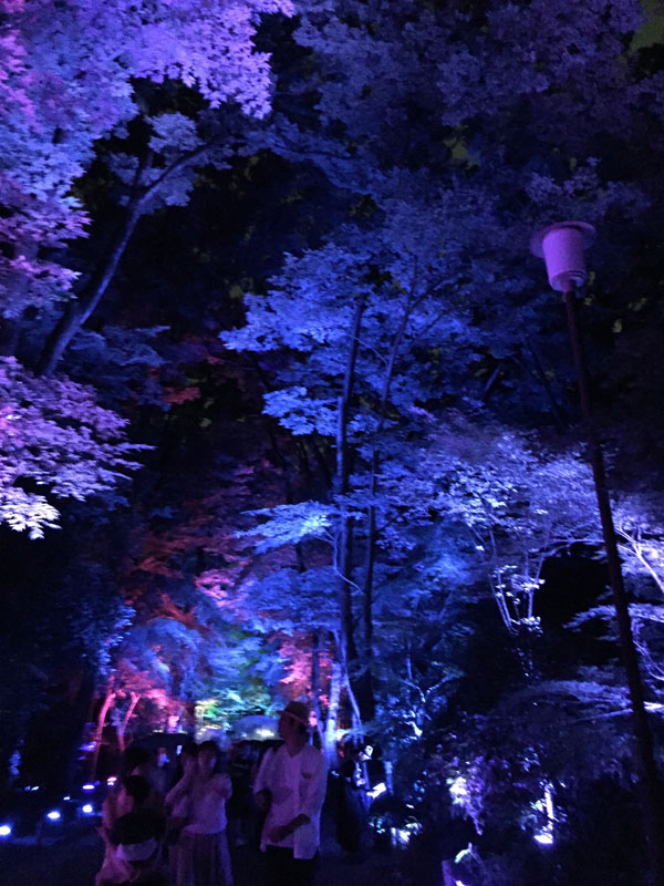 下鴨神社 糺の森 光の祭り